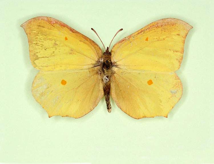 Gonepteryx rhamni male (aberrant form nov) (Internet Image property of respective owner, non-commercial use only)